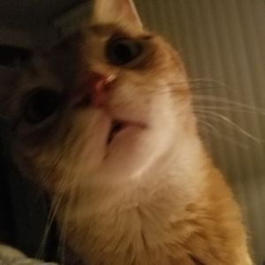 Meet your Posher, Cara